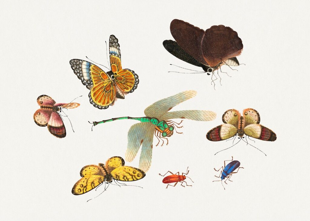 The strange world of Insects